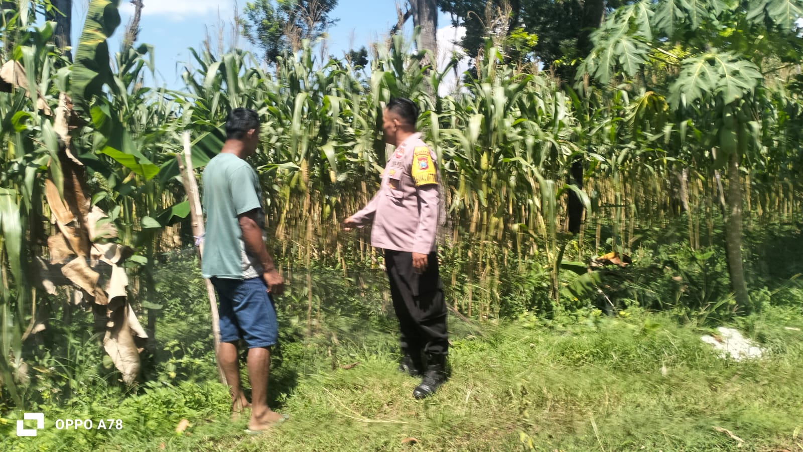 Bhabinkamtibmas Desa Kedungbanteng Tinjau Perkembangan Tanaman Jagung, Perkuat Ketahanan Pangan Bersama Warga