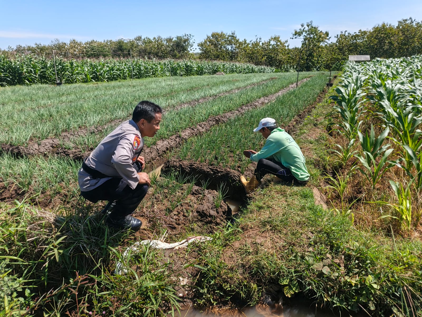 Bhabinkamtibmas Desa Karangpatihan Sambangi Kebun Bawang Merah Warga, Dukung Ketahanan Pangan