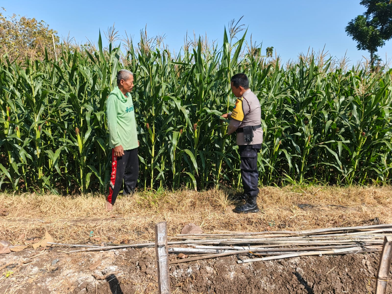 Bhabinkamtibmas Desa Karangpatihan Sambangi Lahan Jagung Warga, Dukung Ketahanan PanganBhabinkamtibmas Desa Karangpatihan Sambangi Lahan Jagung Warga, Dukung Ketahanan Pangan