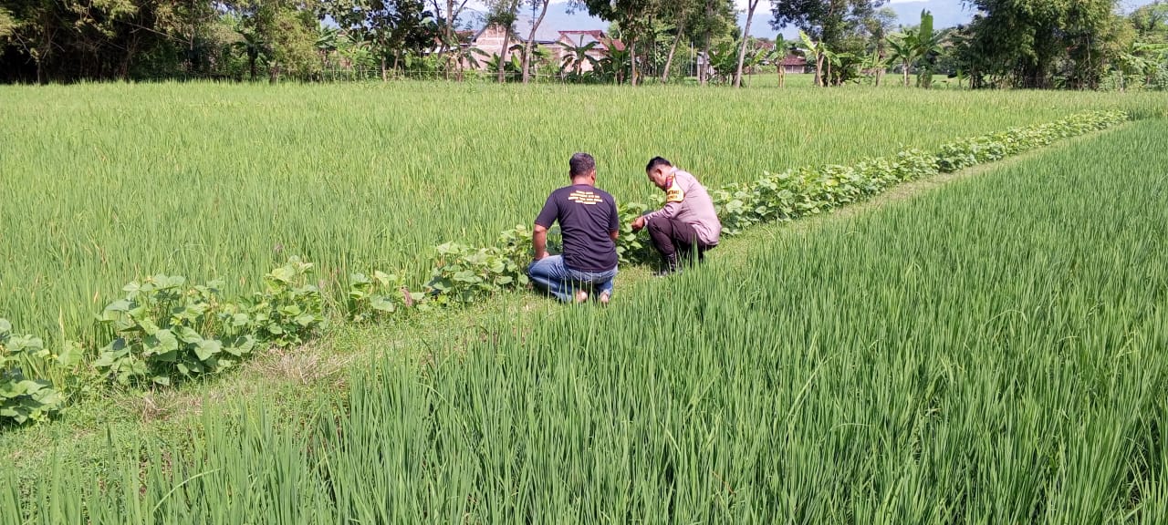 Bhabinkamtibmas Desa Gundik Pantau Persawahan Warga, Dorong Produktivitas Padi dan Ketahanan Pangan