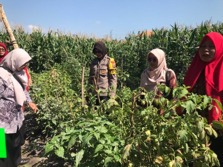 Bhabinkamtibmas Patihan Kidul Sambangi Lahan Tomat, Dukung Petani Tingkatkan Hasil Panen