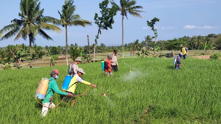Bhabinkamtibmas Desa Wates Dampingi Petani, Dukung Produktivitas Padi