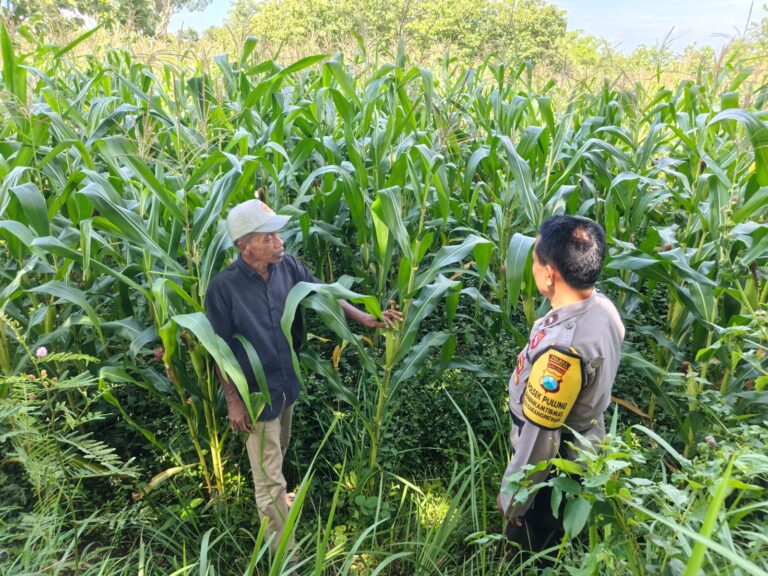 Bhabinkamtibmas Karangpatihan Sambangi Petani Jagung, Dorong Pertanian Semakin Produktif