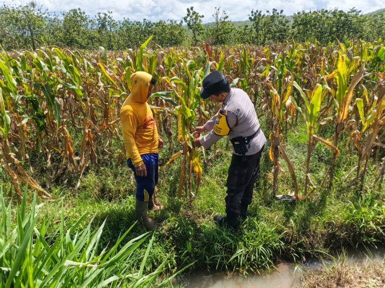 Bhabinkamtibmas Karangpatihan Cek Lahan Jagung, Beri Semangat Petani Jaga Produktivitas