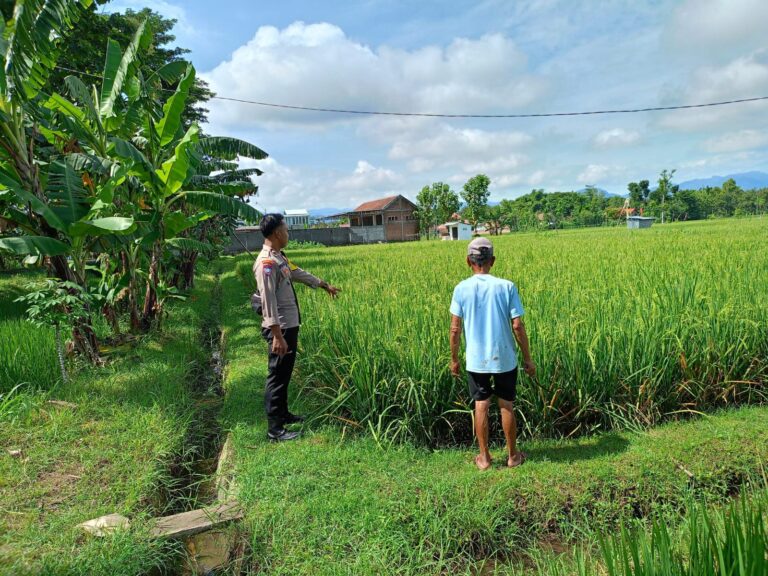 Bhabinkamtibmas Bungkal Sambangi Petani, Dorong Budidaya Padi Semakin Produktif