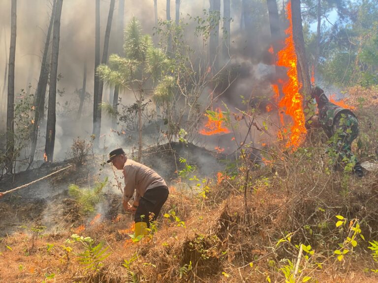 Kebakaran Hutan Pinus Gunung Limas Meluas, Polisi dan Perhutani Bergerak Padamkan Api