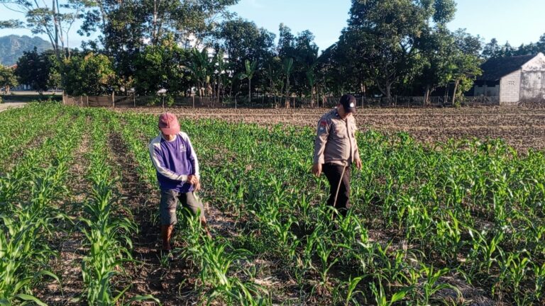 Bhabinkamtibmas Gombang Pantau Tanaman Jagung, Dukung Ketahanan Pangan