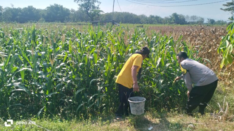 Bhabinkamtibmas Kedungbanteng Kawal Pertumbuhan Jagung di Lahan Warga