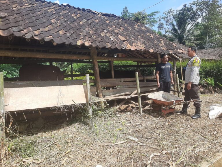 Bhabinkamtibmas Baosan Lor Pantau Peternakan Sapi Warga