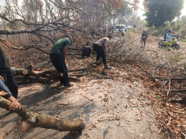 Gerak Cepat Polsek Pulung Evakuasi Pohon Mahoni Tumbang, Arus Lalu Lintas Kembali Lancar