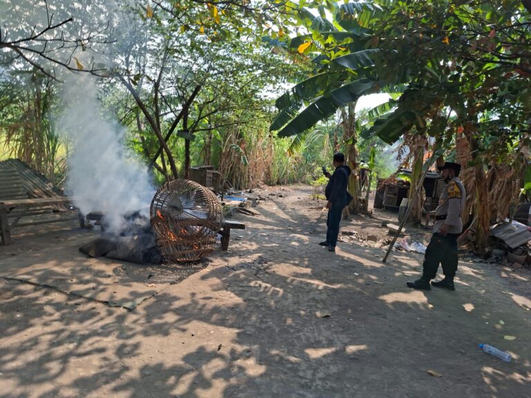 Polsek Waru Bongkar Arena Sabung Ayam di Bungurasih Utara