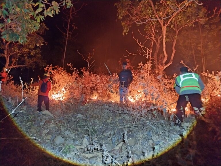 Kebakaran Lahan Jati Seluas 7 Hektare di Jenangan, Polisi Selidiki Penyebab Api
