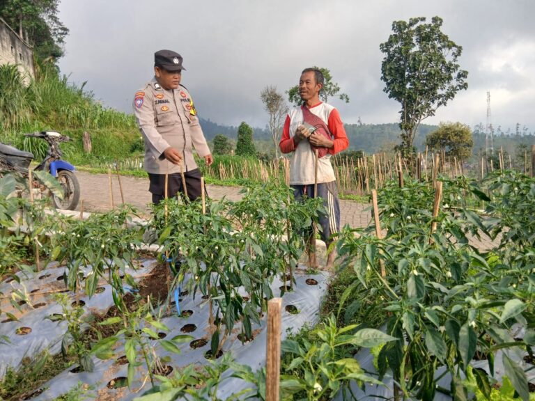 Cabai Pudak Kulon Dirawat untuk Menjaga Hasil Panen, Bhabinkamtibmas Beri Semangat Petani
