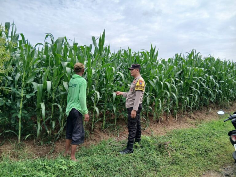 Bhabinkamtibmas Jenangan Jalin Kedekatan dengan Petani, Dukung Produktivitas Jagung Warga