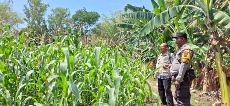 Bhabinkamtibmas Trisono Bangun Kedekatan dengan Petani, Kawal Budidaya Jagung Warga