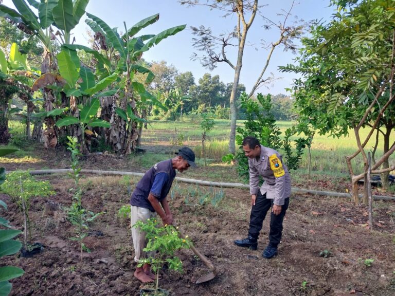 Bhabinkamtibmas Ngumpul Pantau Budidaya Bawang Merah, Dukung Produktivitas Petani