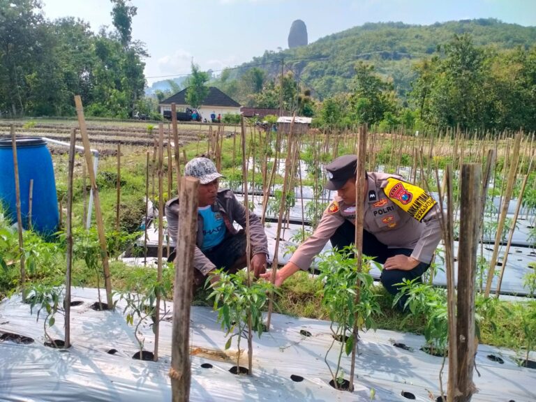 Bhabinkamtibmas Nglurup Pantau Budidaya Cabai, Dukung Petani Kembangkan Usaha Pertanian