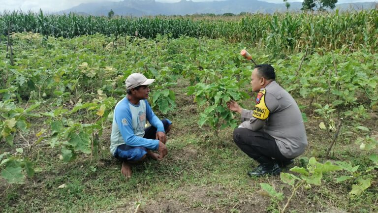 Budidaya Terong di Gundik Jadi Perhatian Bhabinkamtibmas, Petani Diajak Tingkatkan Perawatan