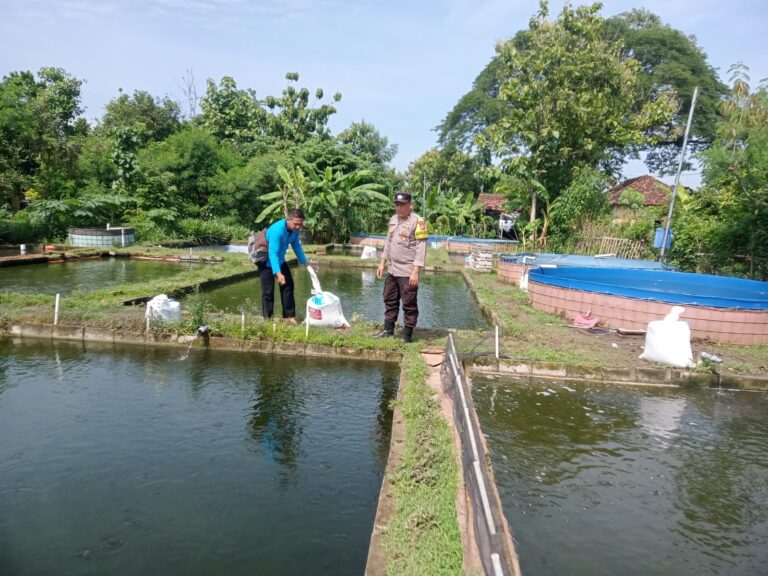 Bhabinkamtibmas Tosanan Pantau Budidaya Gurame, Dorong Pengembangan Usaha Perikanan