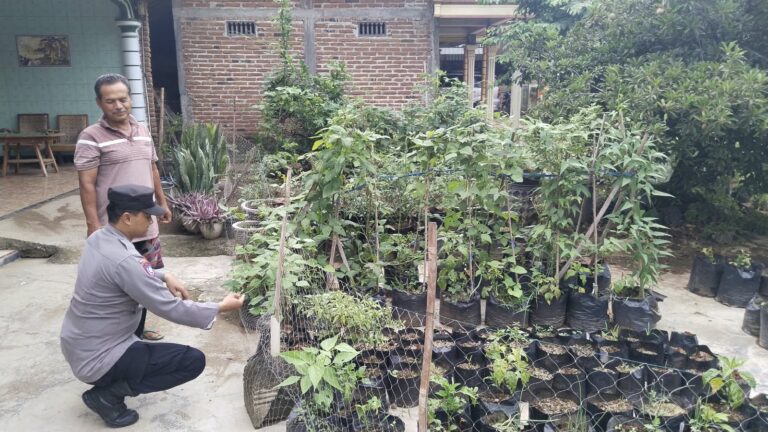 Bhabinkamtibmas Gundik Sambangi Area Persawahan, Dukung Petani Rawat Padi hingga Panen
