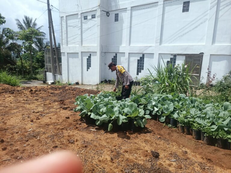 Bhabinkamtibmas Krisik Dukung Petani Brokoli, Dorong Budidaya Sayuran Lebih Produktif