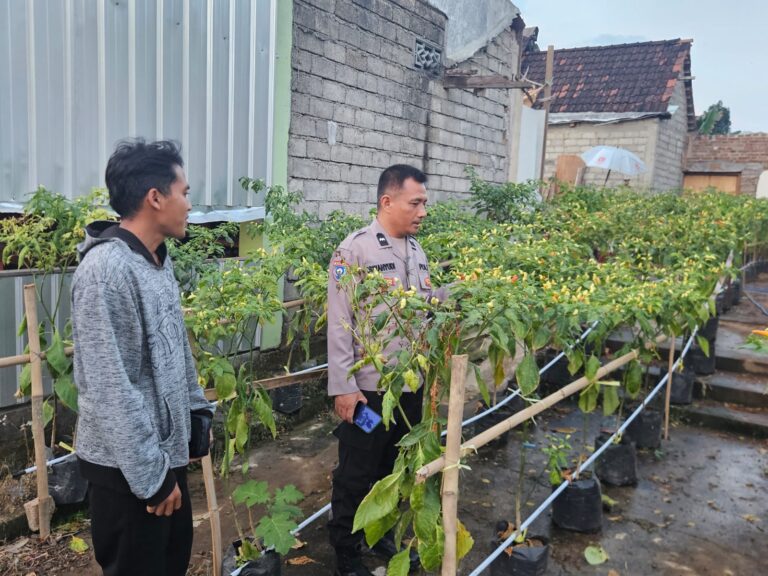 Bhabinkamtibmas Ketonggo Dukung Budidaya Cabai, Dorong Petani Tingkatkan Produktivitas