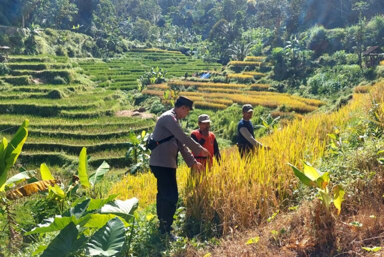 Bhabinkamtibmas Talun Pantau Pertanian Padi, Dukung Produktivitas dan Ketahanan Pangan Warga