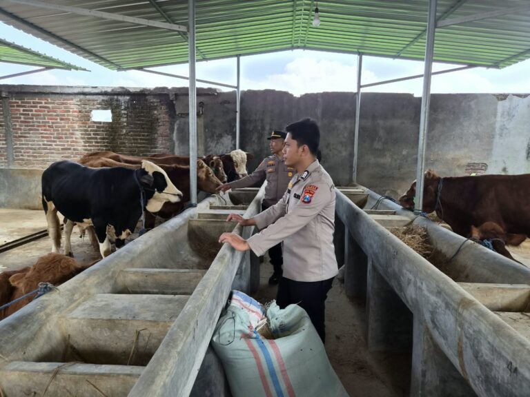Bhabinkamtibmas Kupuk Sambangi Peternak Sapi, Dukung Usaha Ternak Warga