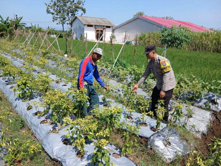 Bhabinkamtibmas Jenangan Sambangi Petani Cabai, Dorong Budidaya Lebih Produktif