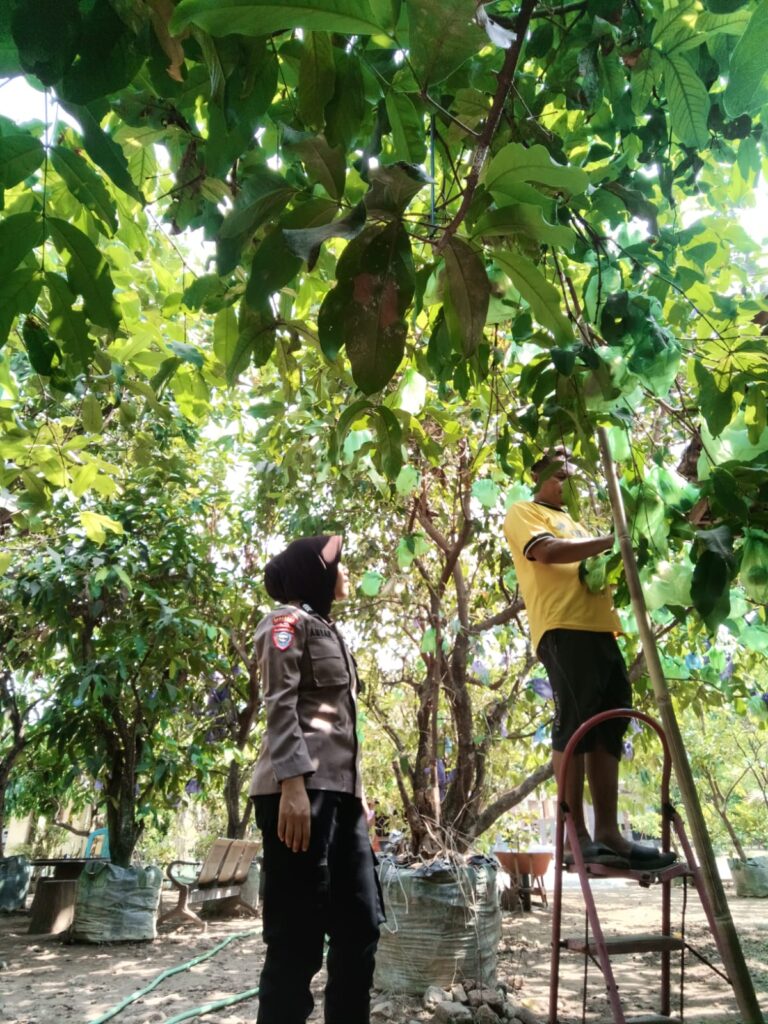 Bhabinkamtibmas Turi Sambangi Petani Jambu Air, Dukung Pengembangan Usaha Perkebunan Warga