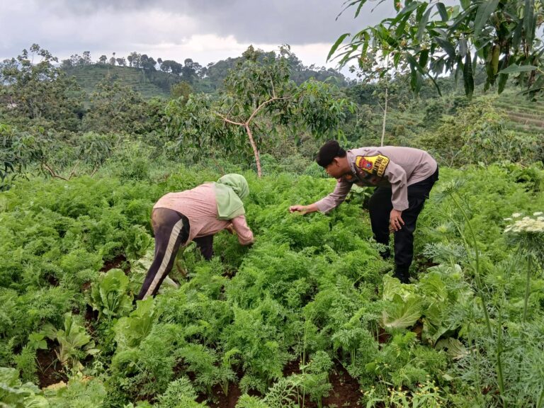 Bhabinkamtibmas Bareng Dorong Warga Kelola Kebun, Perkuat Ketahanan Pangan Desa