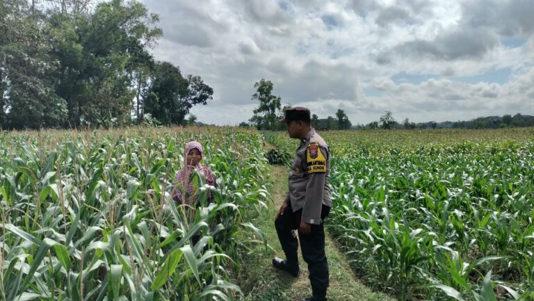 Bhabinkamtibmas Gundik Dekat dengan Petani Jagung, Dukung Keberlanjutan Hasil Pertanian