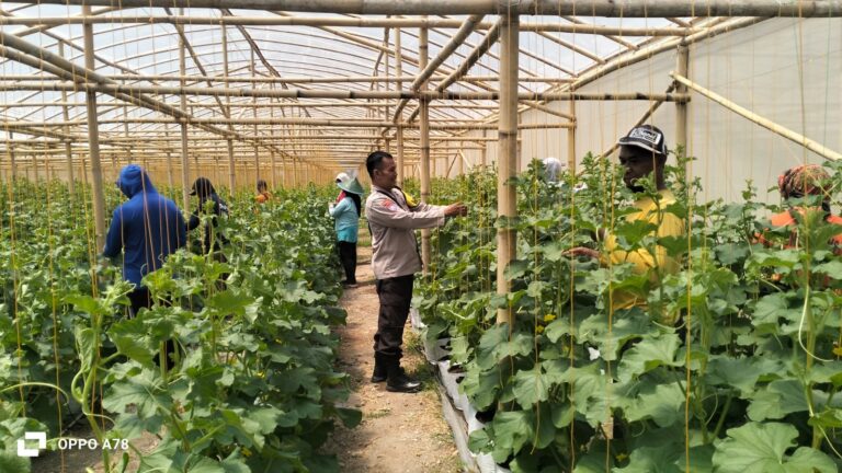 Dari Kebun Melon, Bhabinkamtibmas Kedungbanteng Perkuat Sinergi Petani dan Polri untuk Ketahanan Pangan