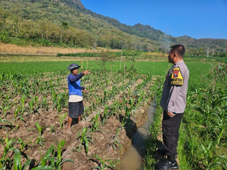 Dorong Hasil Panen Jagung Berkualitas, Bhabinkamtibmas Ketonggo Perkuat Kedekatan dengan Petani