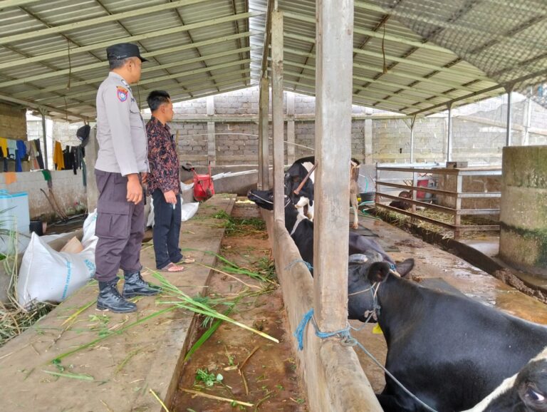Perkuat Usaha Peternakan Warga, Bhabinkamtibmas Krisik Dorong Peternak Sapi Tingkatkan Produktivitas