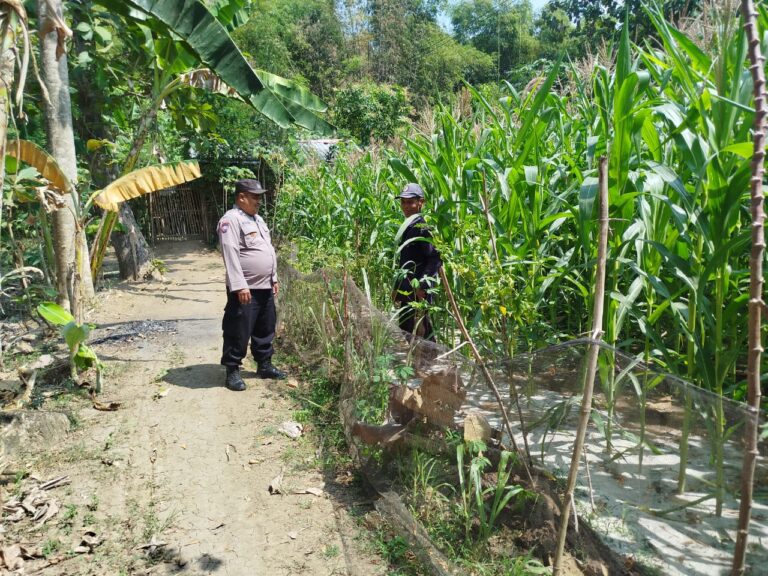 Dukung Produktivitas Lahan Pertanian, Bhabinkamtibmas Bandaralim Ajak Petani Optimalkan Budidaya Jagung