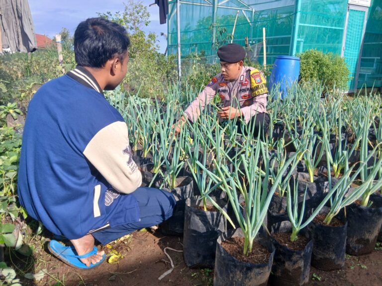 Produktifkan Lahan Pertanian, Bhabinkamtibmas Bareng Dukung Petani Daun Bawang Tingkatkan Hasil Budidaya