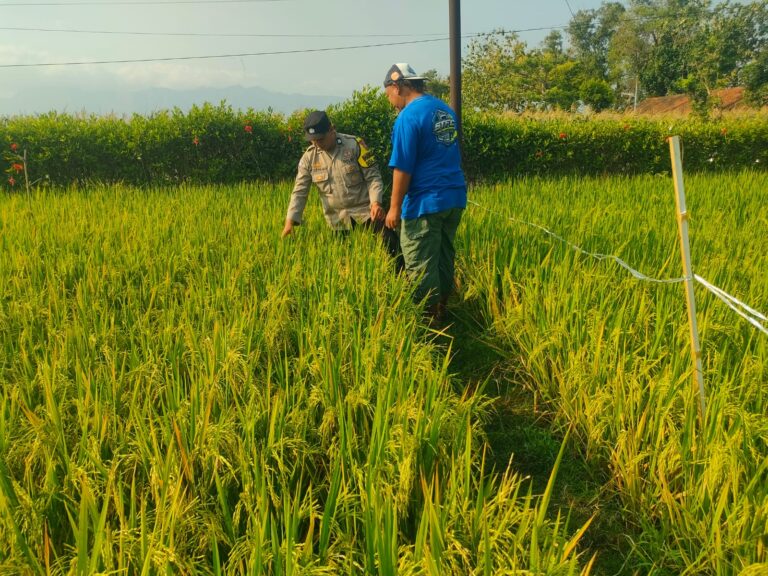 Bhabinkamtibmas Desa Sawoo Sambangi Petani Padi, Dukung Ketahanan Pangan dan Kamtibmas