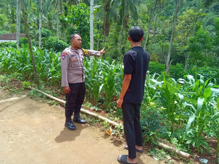 Sambangi Petani Jagung, Bhabinkamtibmas Gedangan Perkuat Sinergi untuk Pertanian Berkelanjutan