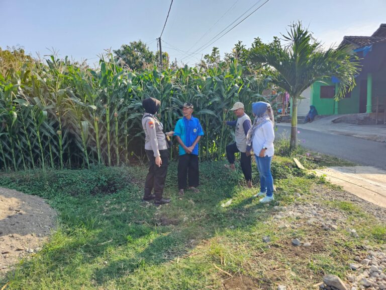 Bhabinkamtibmas Setono Sambangi Petani Jagung, Dorong Perawatan Optimal untuk Dukung Ketahanan Pangan