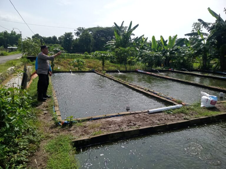 Bhabinkamtibmas Tosanan Dorong Pengelolaan Budidaya Lele yang Optimal untuk Mendukung Ketahanan Pangan