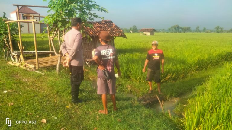 Bhabinkamtibmas Campurejo Sambangi Petani Padi, Dukung Pertanian Produktif dan Ketahanan Pangan