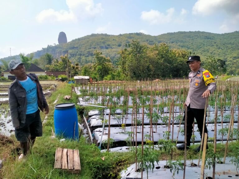 Bhabinkamtibmas Desa Nglurup Beri Semangat Petani Cabai, Wujudkan Ketahanan Pangan yang Berkelanjutan